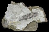 Rare, Pennsylvanian Fossil Cone & Bivalves - Kinney Quarry, NM #80434-1